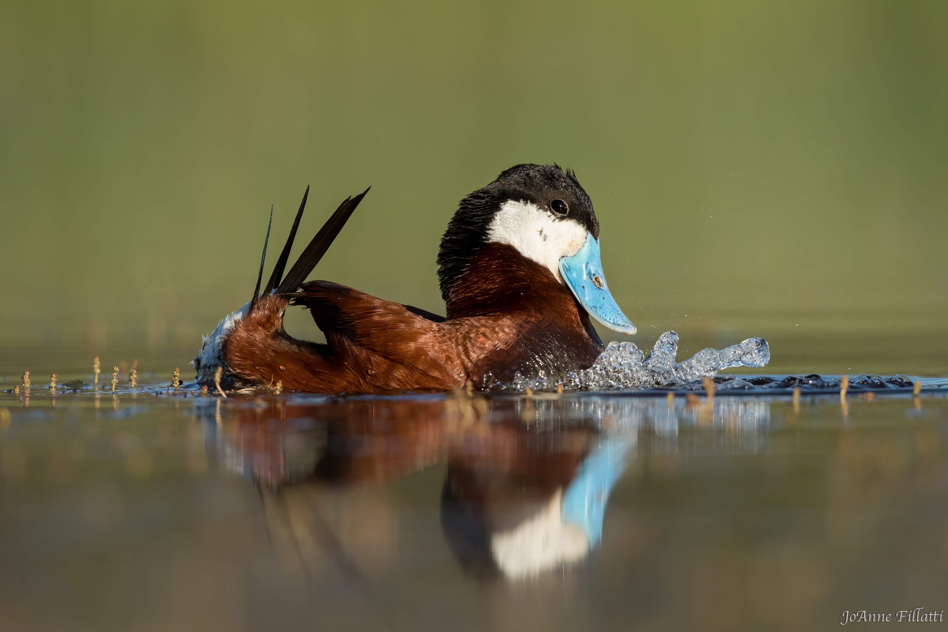 bird of british columbia image 17